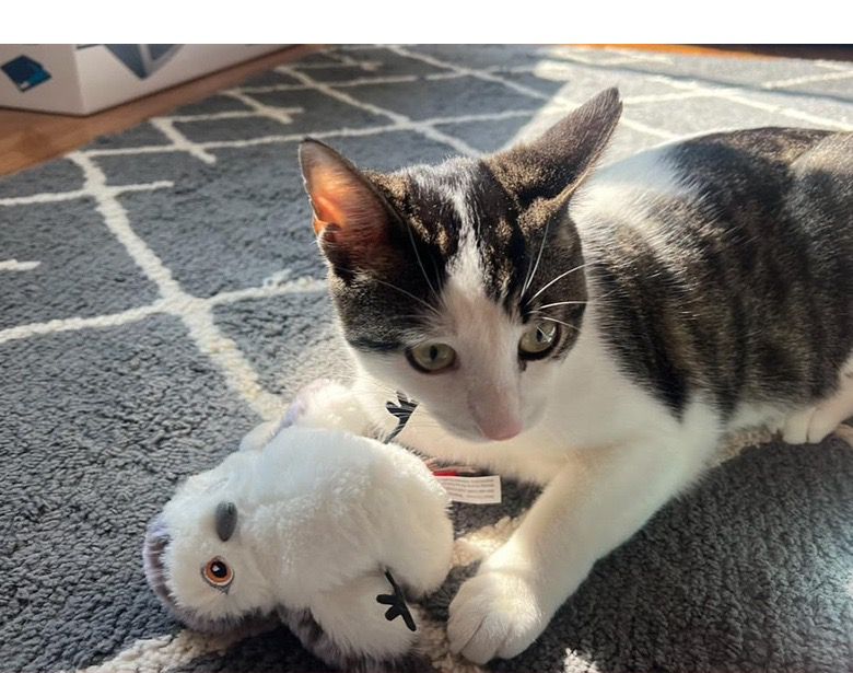 Interactive Bird Cat Toy