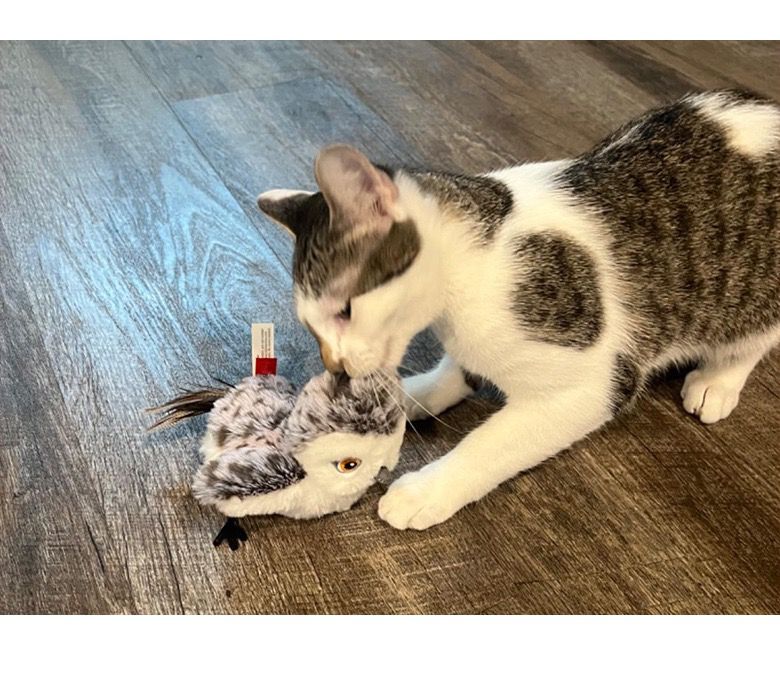 Interactive Bird Cat Toy